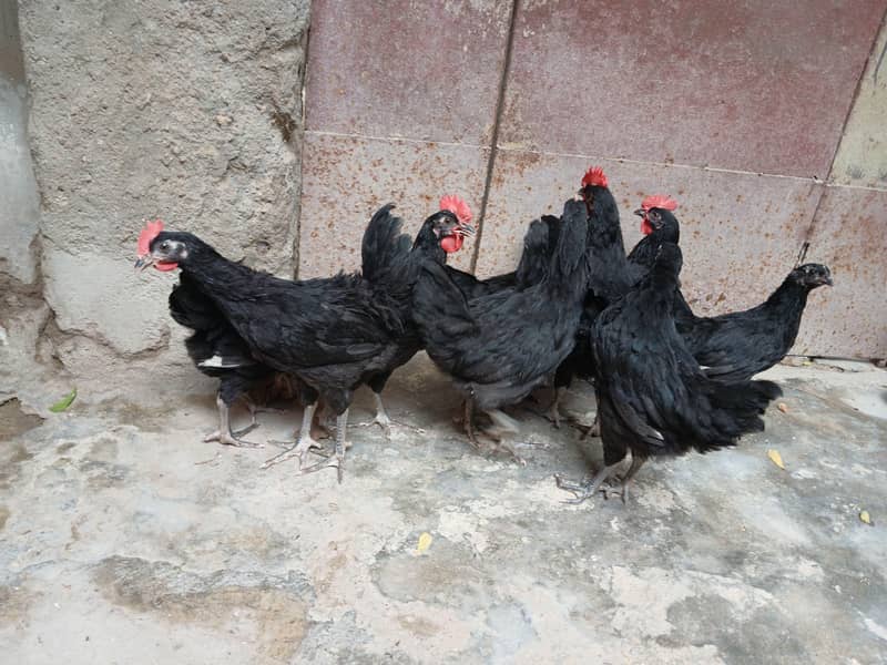 Australorp 2