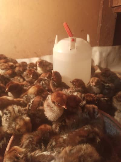 Egyptian Feyoumi & Black Australorp Chicks For sale