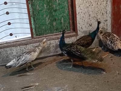 Black Shoulder Peacock Pair For Sale