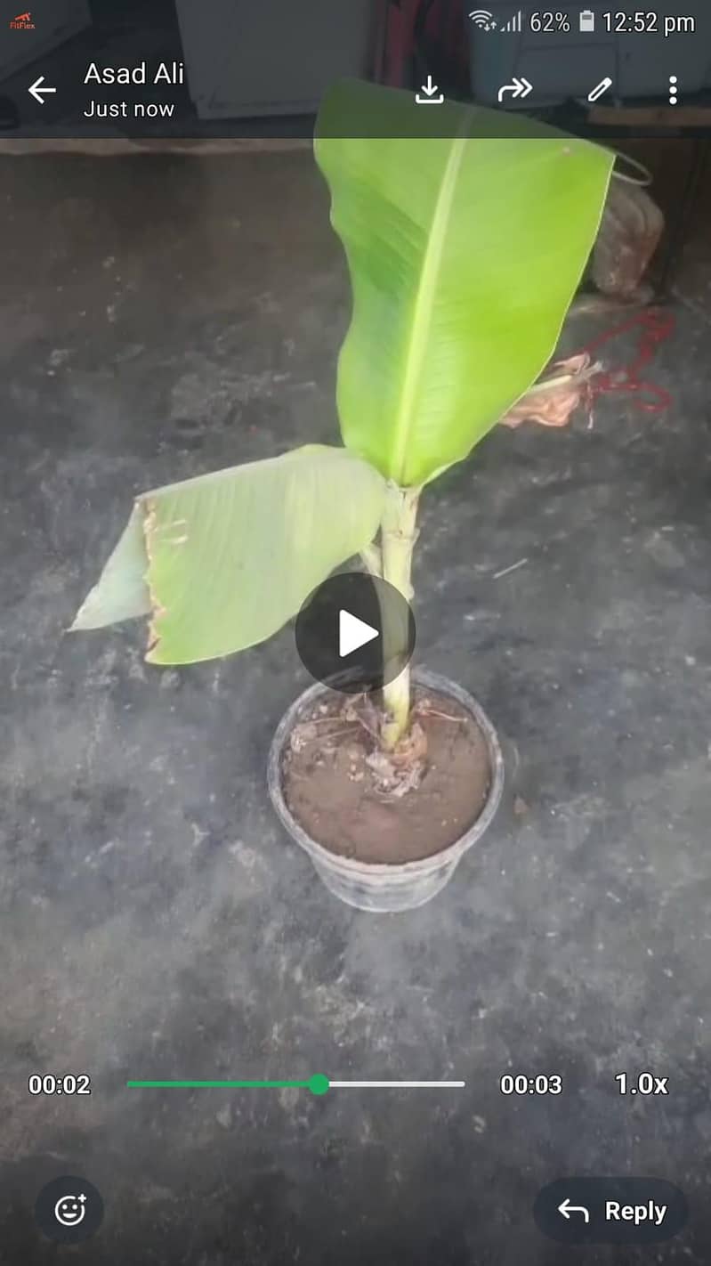 banana plants (sindhi) 2