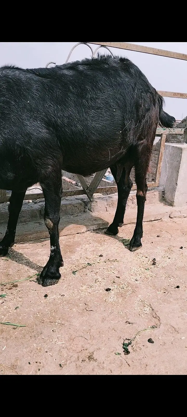 2 Bakrea + 2 bachay || Beetal Bakri || 2.5 KG Bakri || sargodha — photo 4