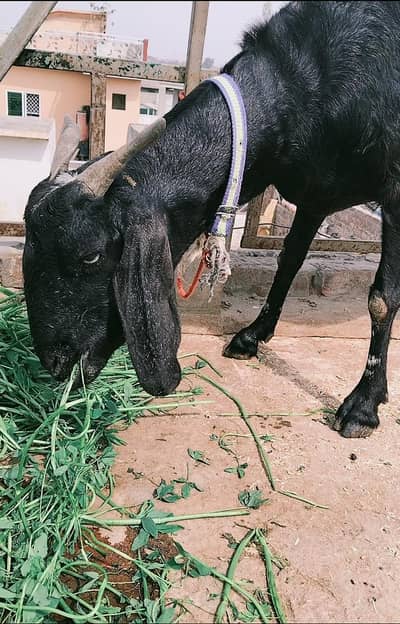 2 Bakrea + 2 bachay || Beetal Bakri || 2.5 KG Bakri || sargodha