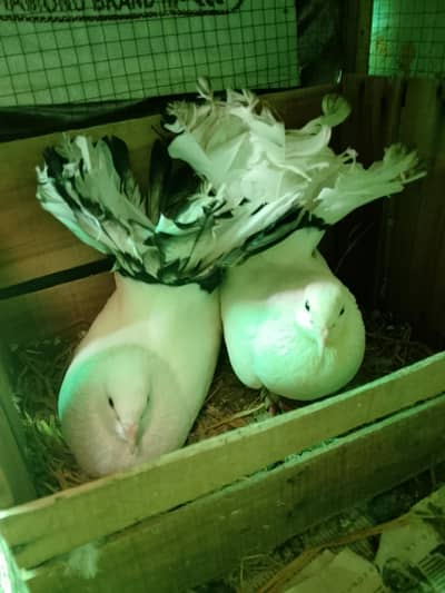 pigeons