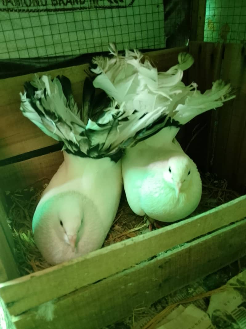 pigeons 0