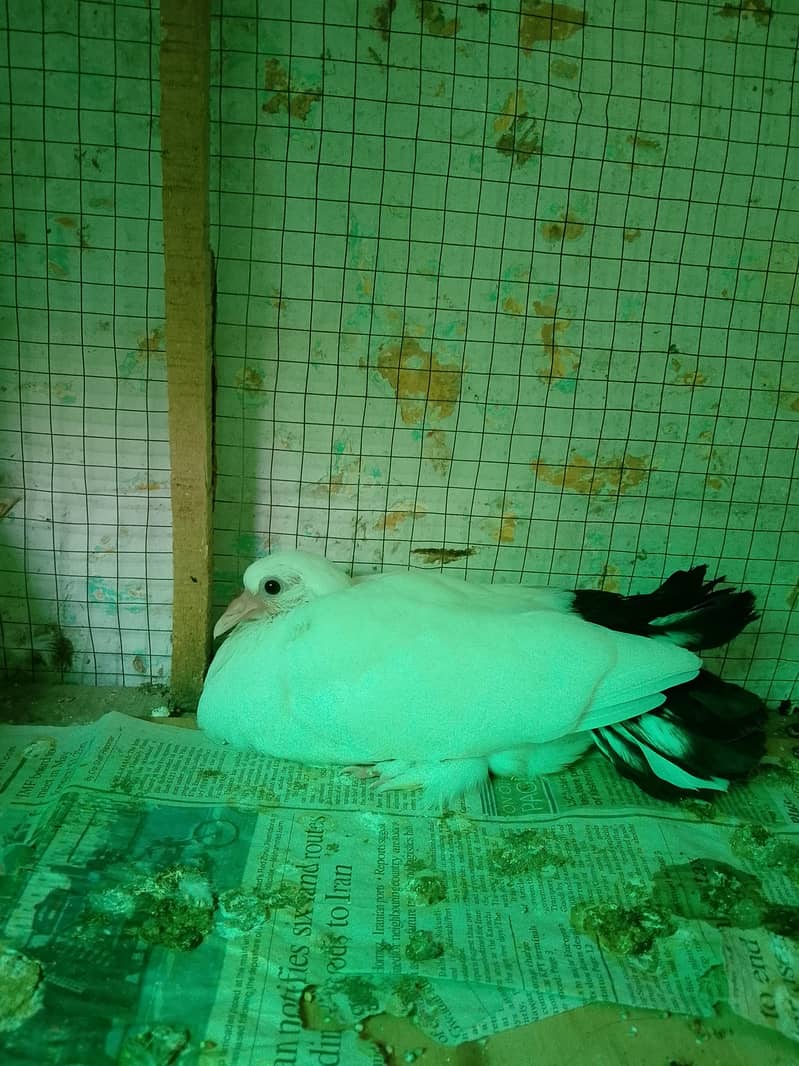 pigeons 1