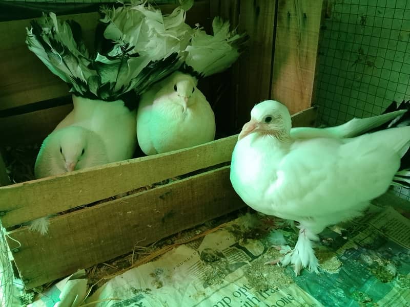 pigeons 2