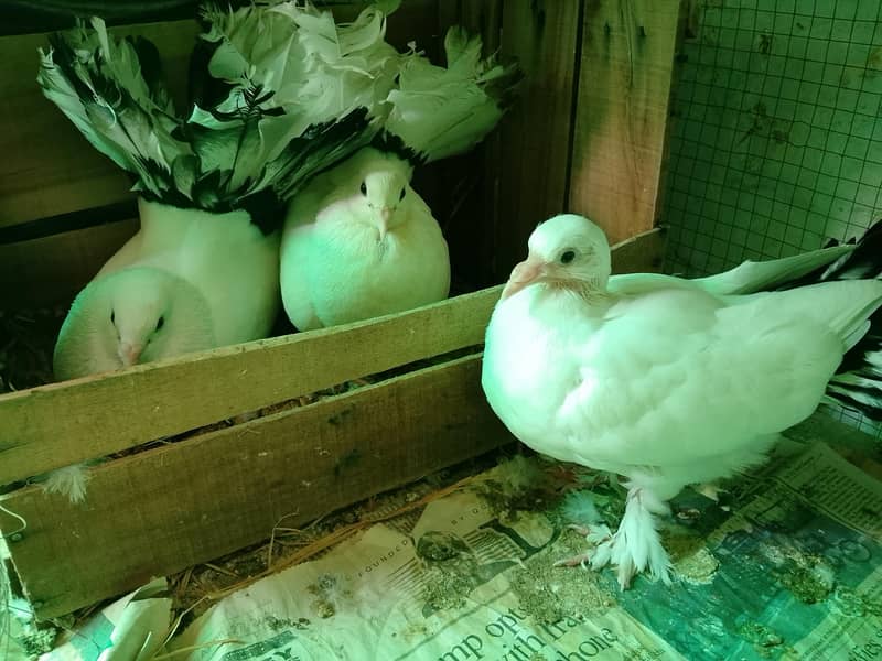 pigeons 3