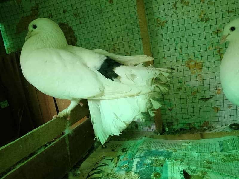 pigeons 4