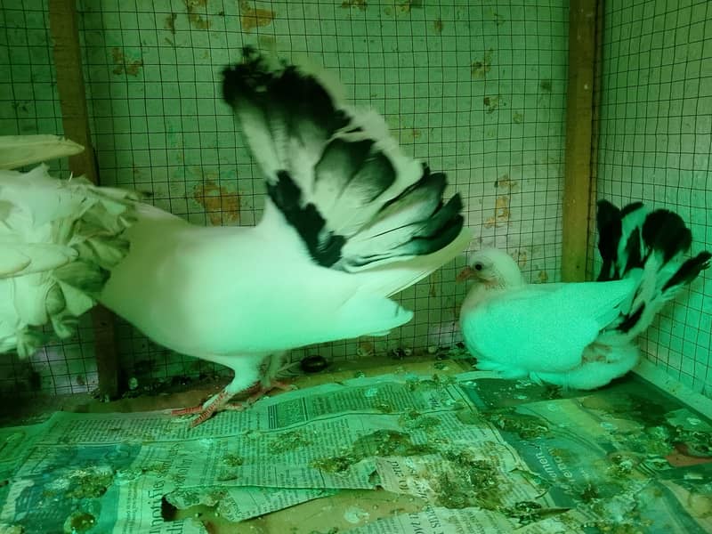 pigeons 5