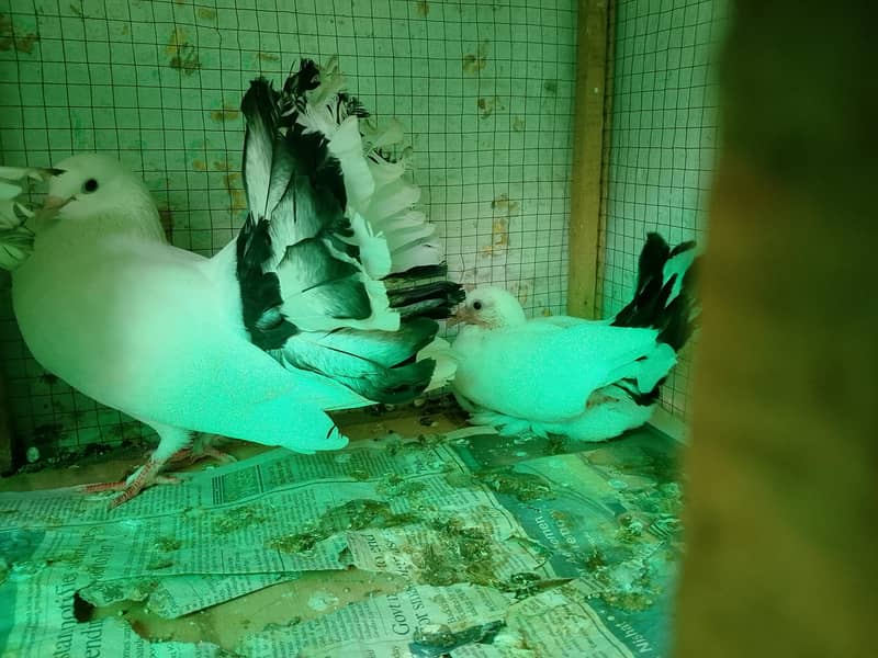pigeons 6