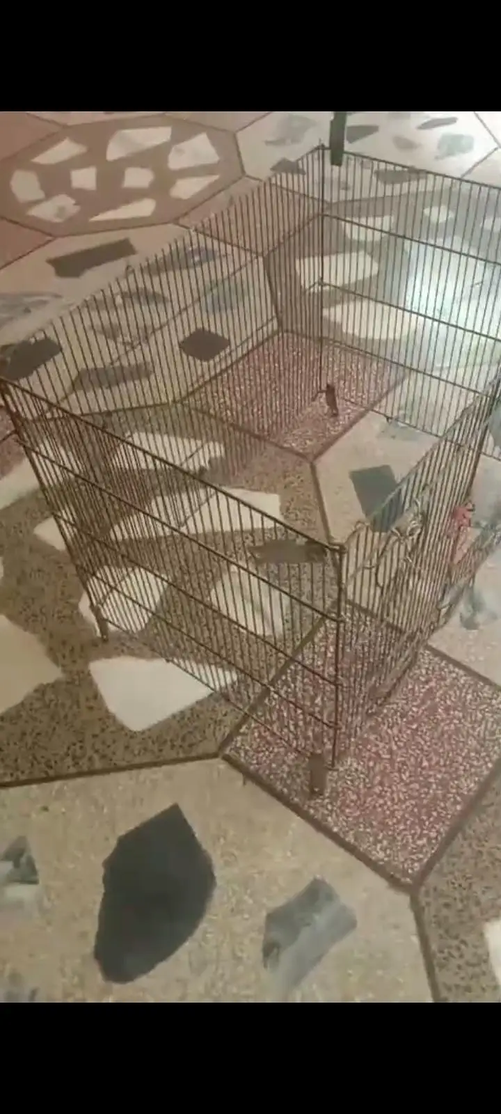 4 tier cage — photo 3