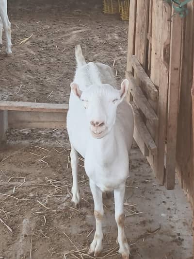 Teddi Goats