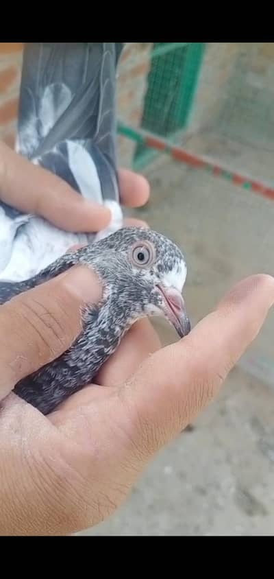 1500 pr teddy baby pigeon