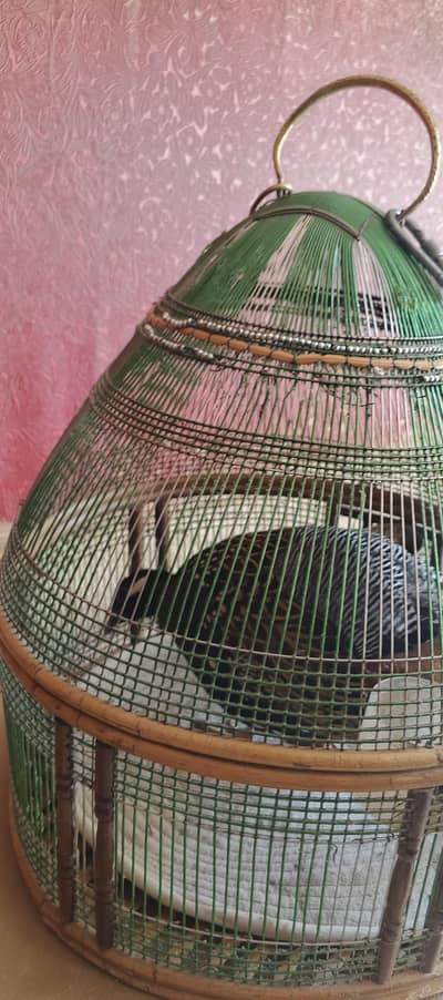 Sindhi Black Teetar