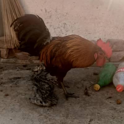 pair ha male or female with eggs