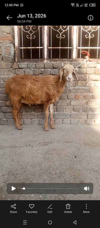 Dumba for Sale / Turkey sheep
