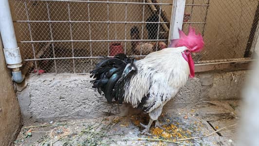 misri white murghay (rooster)