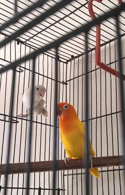 Breeder pair of love birds