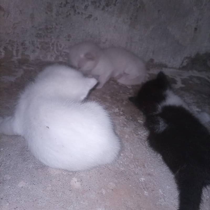 selll 2