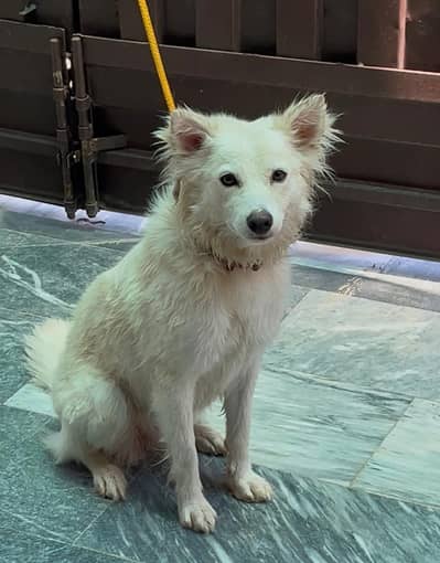 Double coat Russian female pup 8 months old