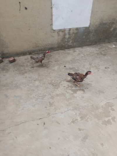 Aseel Hens kurak wali for sale 2500