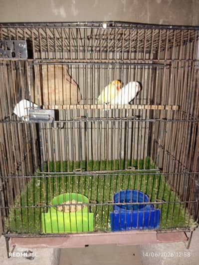 yellow creamino red eye female and white albino black eye male