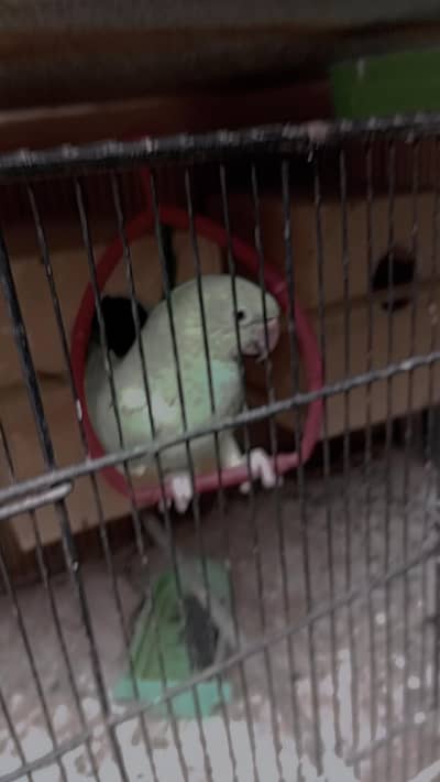 parrot bikul 1 one condition mq ha whatsapp no 03408374202