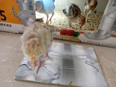 fertile turkey eggs available