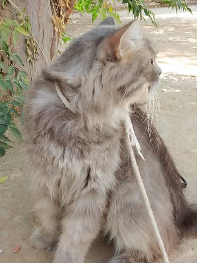 Breed Gray Persian Male Cat Gentle And Friendly Home Lovers  B