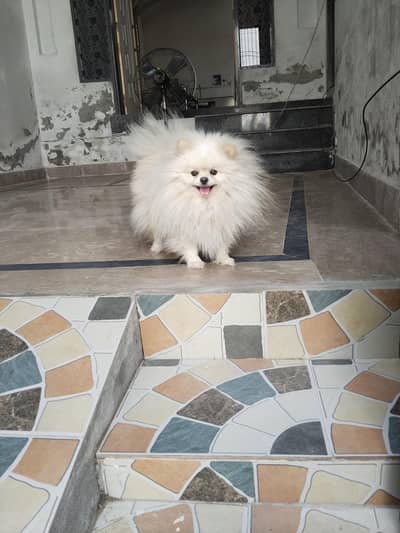 Pomeranian male