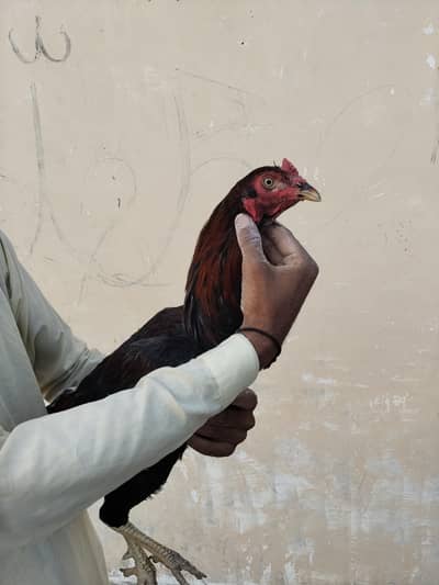 asil Sindhi
