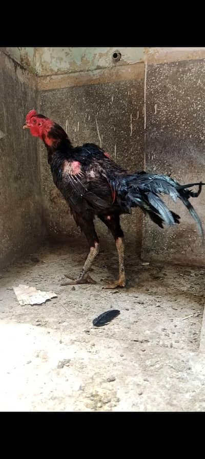  parsant pokoy pair farming hope breed 03104323502