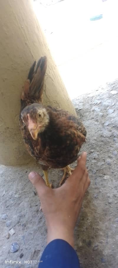 hen bazari