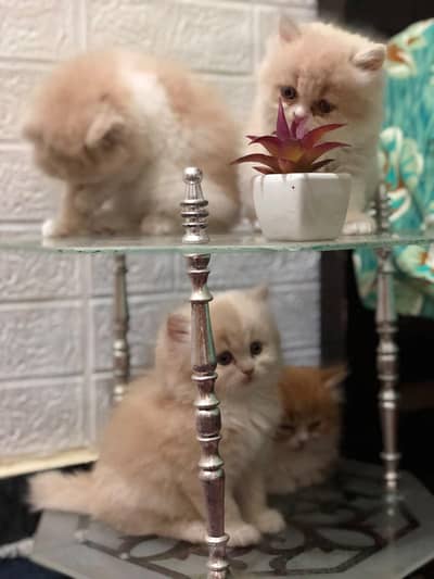 person kitten for sale