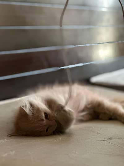 Quality Persian Cats & Kittens for Sale