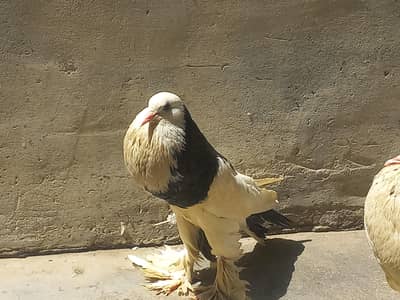 kabooter for sale