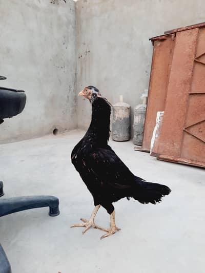 top class tow  aseel female for sale