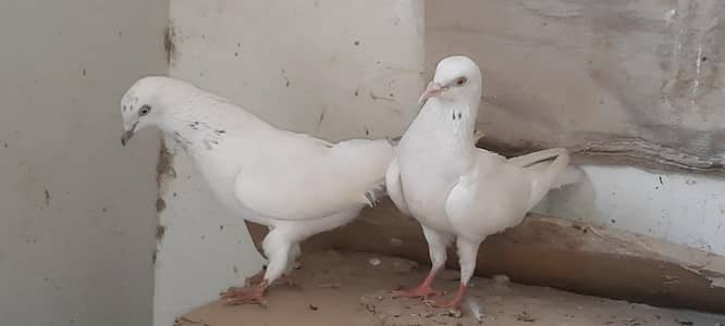 chitri wala pair/ pigeon/ low flyer