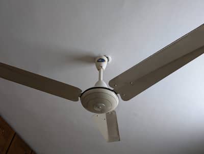 Pak Fan - Cieling