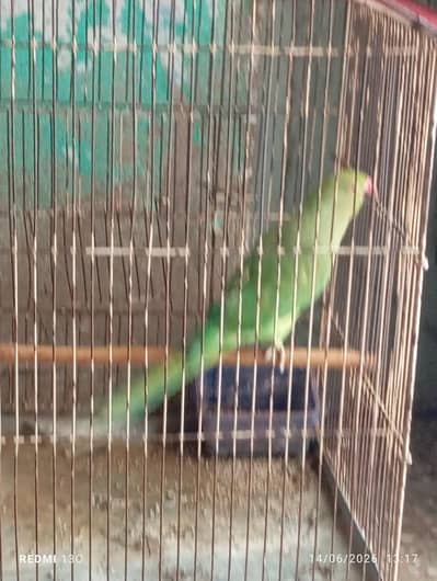 Ring neck parrot breedar