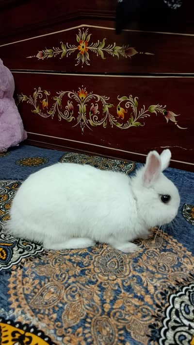 white drawf male rabbit with  small cage