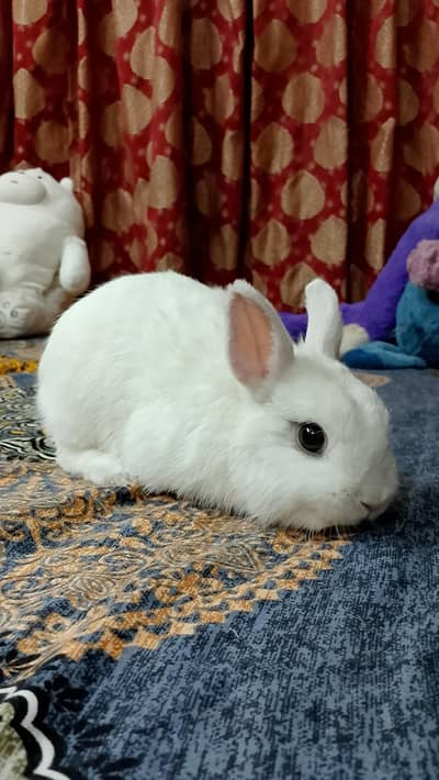 white drawf male rabbit with  small cage
