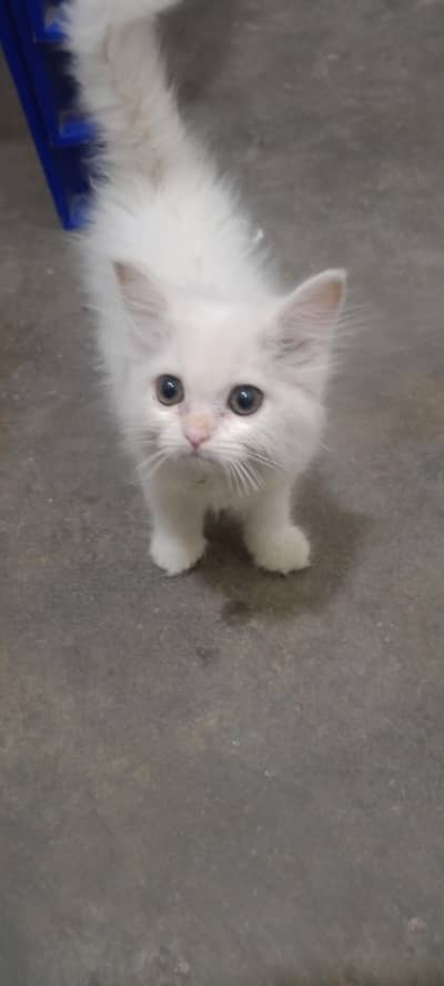 Persian Triple Core Pair for Sale