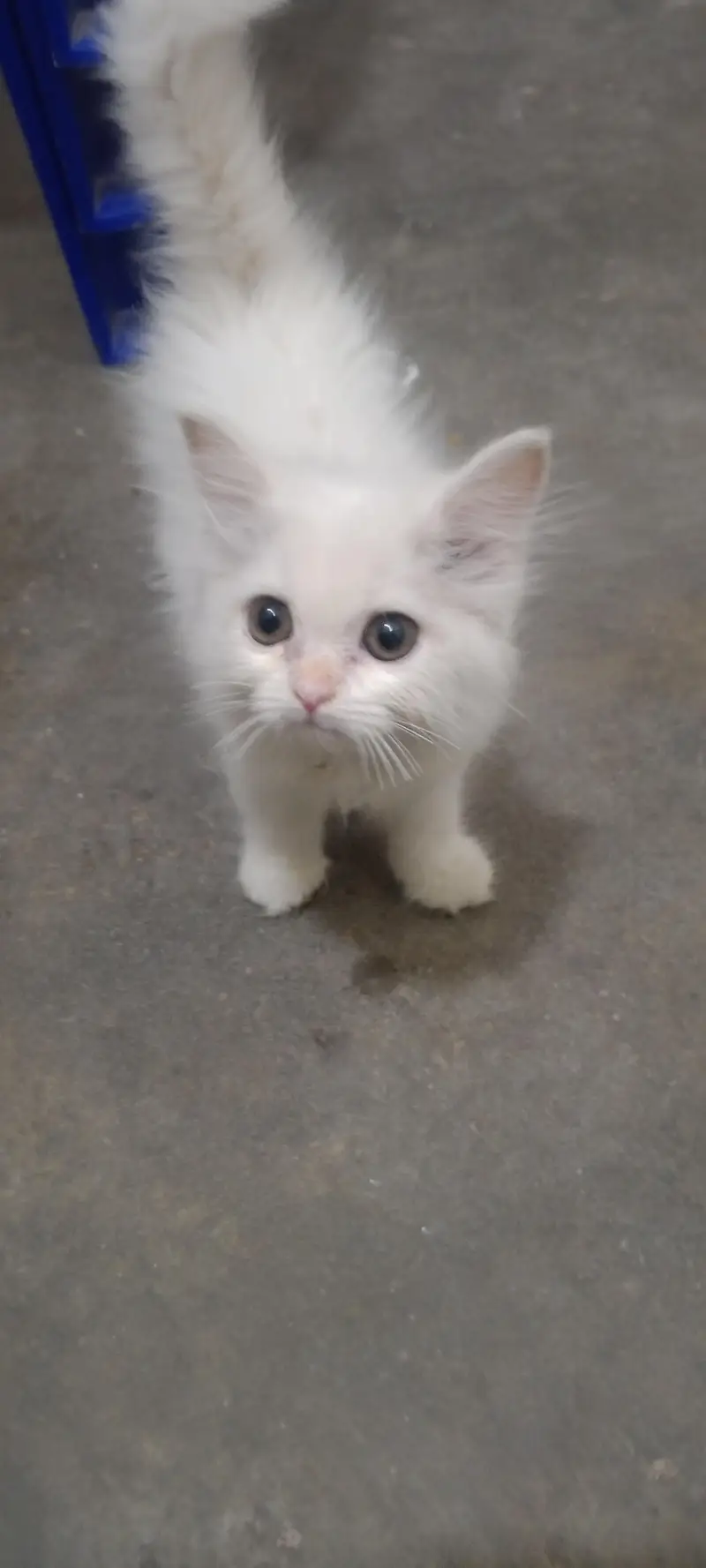 Persian Triple Core Pair for Sale