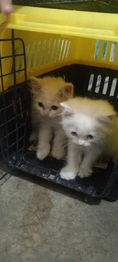 Persian Triple Core Pair for Sale with final rate