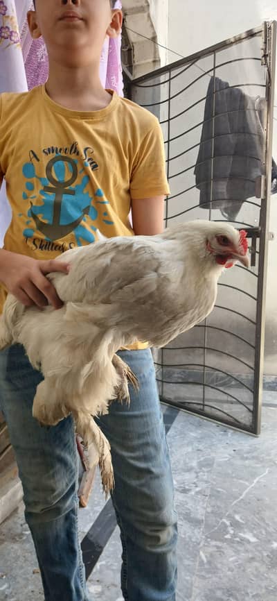 White heavy white buff for urgent sale