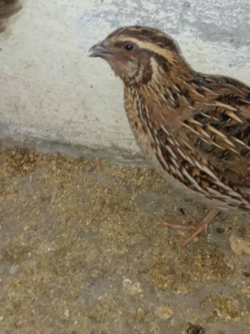 batiar 1