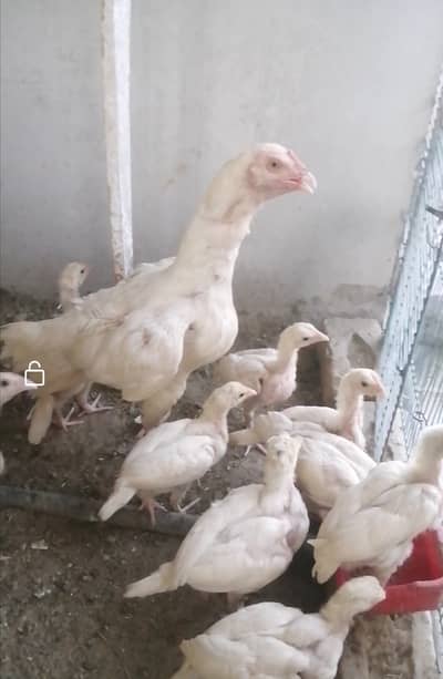 1.5 / 2 months heera blood line chicks available for sale
