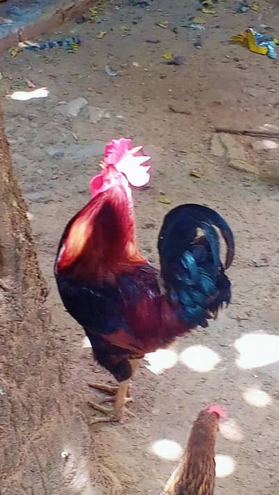Desi Murgha