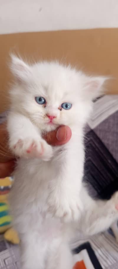 Persian kittens